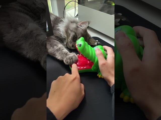 Product Link in Bio ( # 1422 )  @MaviGadgets  ▶️ Crocodile Bite Kids Game Toy