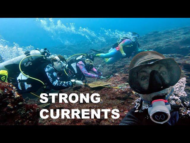 How to dive in strong currents - Tips for success and safety