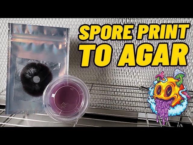 Spore Print & Spore Swab To Agar (My First Time) - Spore Print To Flush EP2