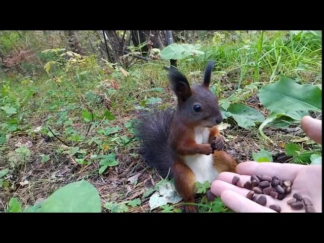 Белочка сломалась/Squirrel broke/リスが壊れた/Wiewiórka się zepsuła.