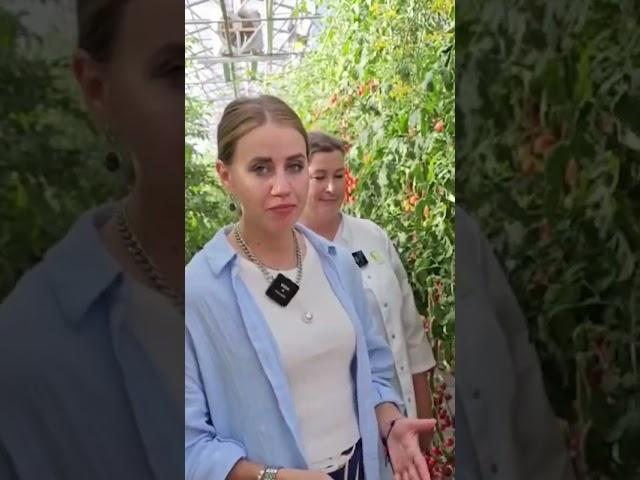ОЧЕНЬ сладкий и урожайный черри томат для теплиц.