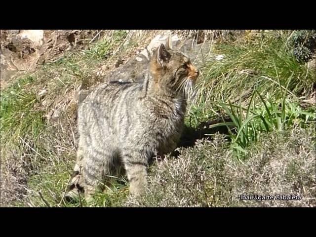 Basakatua - Gato montés (Felis silvestris)