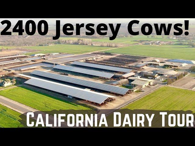 2400 Jerseys on This Beautiful California Dairy Farm!