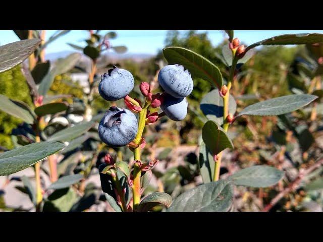 How I grow blueberries in Southern California