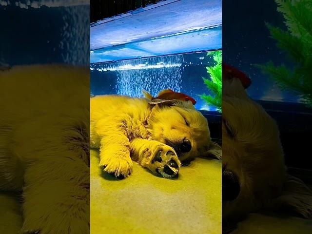 Beware! I’m an addiction ️ #alfie #paws #goldenretriever #goldenfish #pet #sleepingpuppy #love