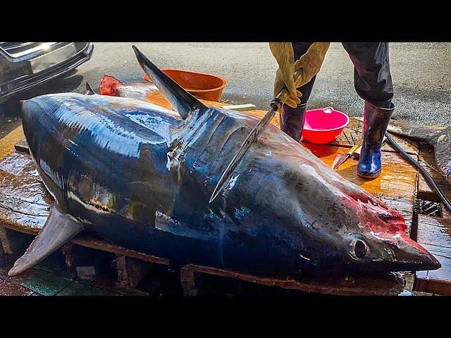 Ginat Maneater SHARK cutting!! Amazing skills / Korean street food