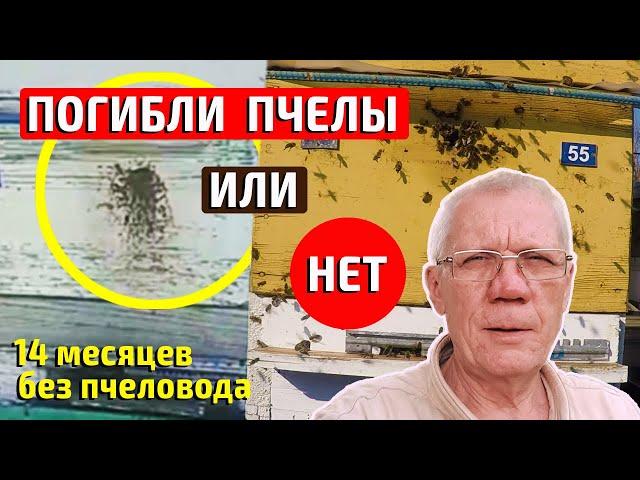 Пасека без ухода пчеловода  Пчеловодство без пчеловода  #7