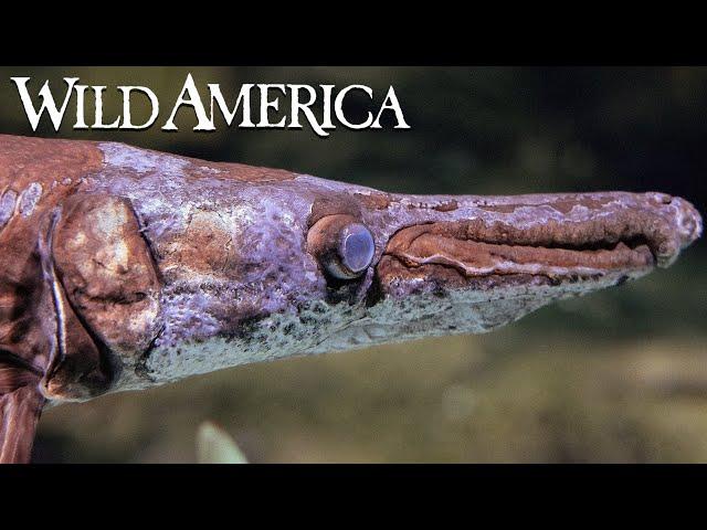 Wild America | S6 E10 Fascinating Fishes | Full Episode HD