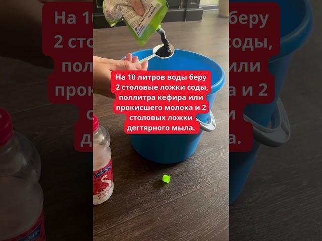 Мощное Народное Средство от Тли и Мучнистой Росы, Которое 100% Работает!  #удобрение  #вредители