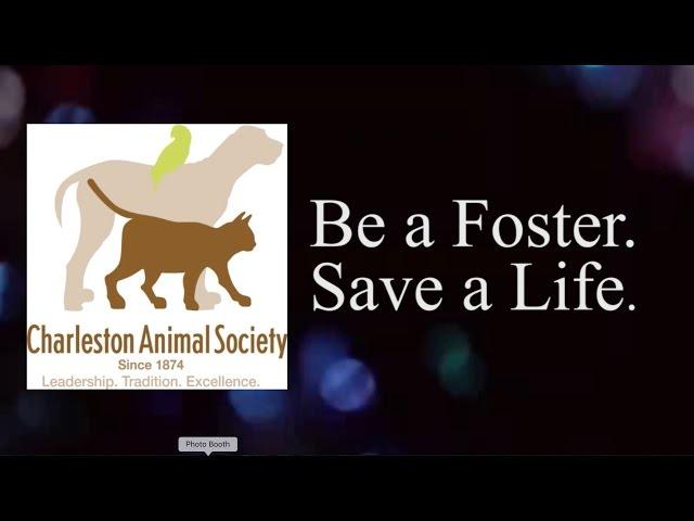 Fostering at Charleston Animal Society