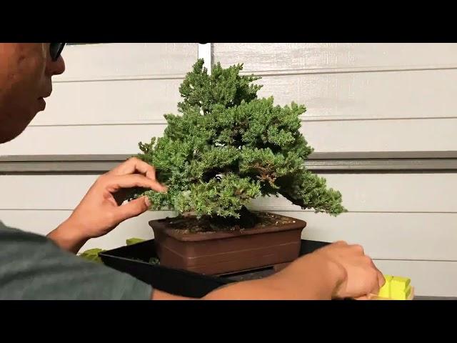 Bonsai Buzz - Juniper clean up