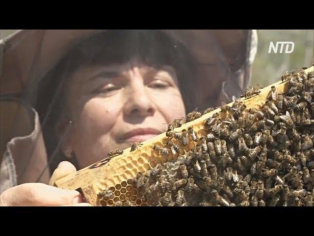 Пчеловодство Краснодарского края умирает из-за гибели каштанов