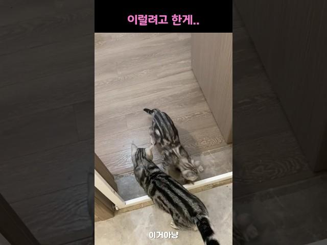 어미 냥이가 새끼를 옮기려고 하는데