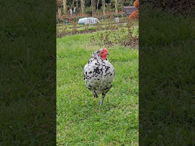 Однажды задумалась...#chortc  #nature #birds