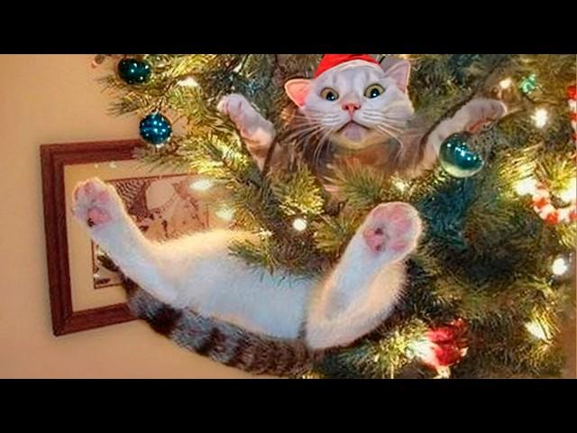 Funny Christmas Animal Videos – Cats and Dogs on Holidays 