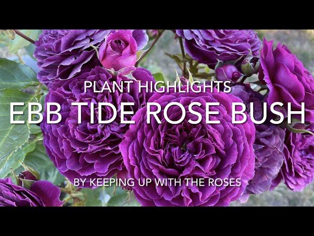 Ebb Tide Purple Rosebush