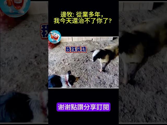 搞笑動物系列第438集 邊牧 從業多年，我今天還治不了你了 #搞笑 #喵哥是萌新 #大熱門 #搞笑#大熱門#funny #百科密码 #animals #百科密码 #貓咪 #爆笑 #貓咪 #爆笑 #萌宠