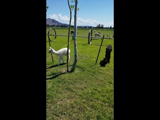 Alpaca Farm Oregon