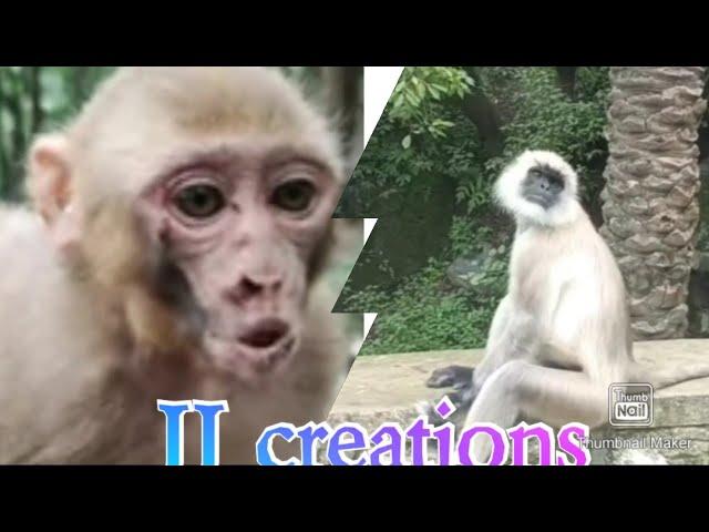 Rajasthan monkey vs Kid monkey whatsapp status JJ creations