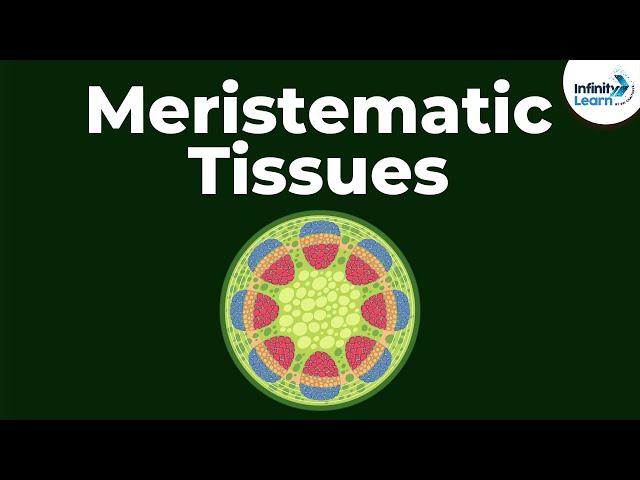 What are Meristematic Tissues? | Infinity Learn