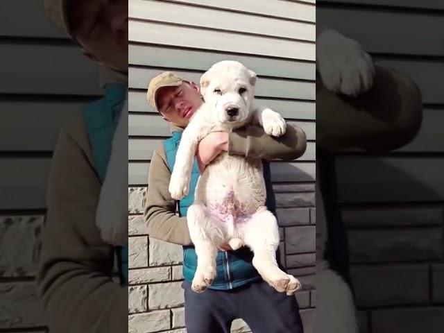 Amazing Alabai-Transformation-Central Asian Shepherd Dog #shorts