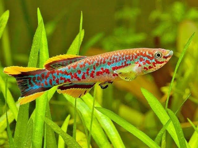 11 different types of Killifish