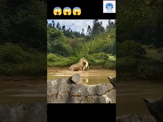 Super fast jaguar catching caiman  |  Animals action moment 0038  #jaguar #animals #caiman