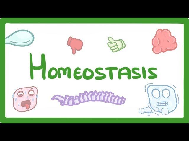 GCSE Biology - Homeostasis  #54