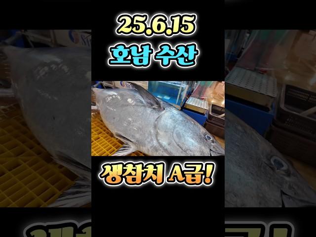 생 참치 등장! 초A급 25.6.15 최저가 딱! 오늘 하루만 긴급 공개! #수산시장 #seafood #어시장 #참치 #노량진 #맛집