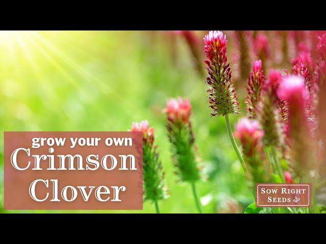 Sow Right Seeds | Crimson Clover