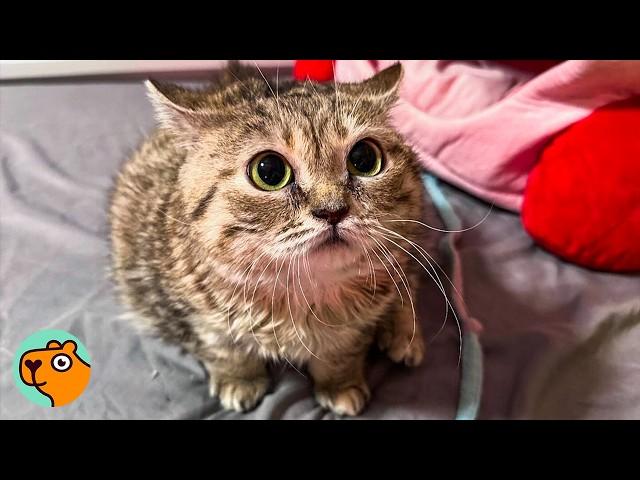 Tiny Dwarf Cat Waddles Like A Penguin After Lady Rescued Her | Cuddle Buddies