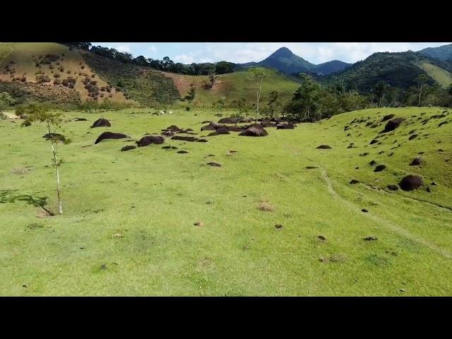 bananeiras#natureza #silvajardim #drone