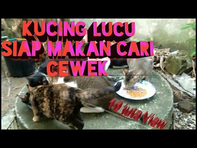 KUCING LUCU SIAP MAKAN CARI CEWEK#zahrachannel#kucinglucu#kucing#catlover#pecintahewan#viral#cat