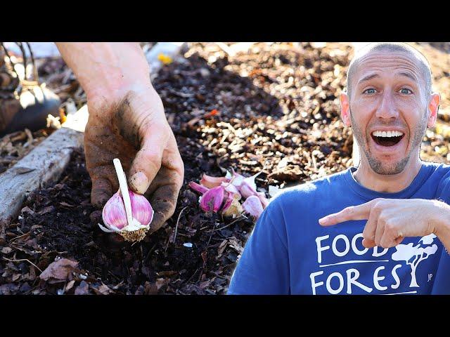 This Clever Method of Planting Garlic Makes it TOO EASY to Maximize Your Yield in the Garden