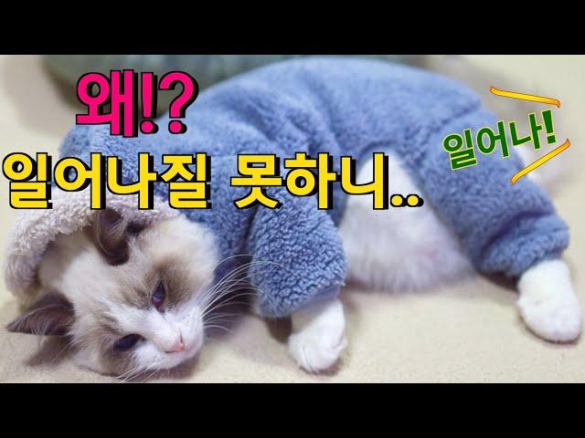 입으면 움직일수가 없는 고양이 옷 #고장난고양이