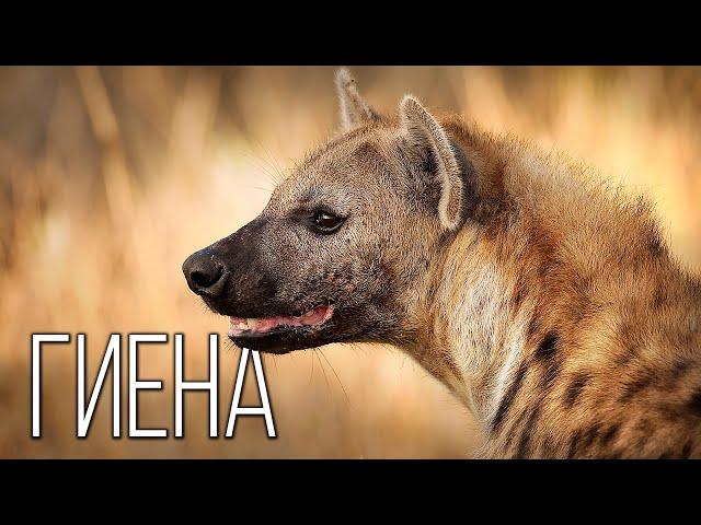 Hyena: Africa's Orderly | Interesting Facts About Hyenas