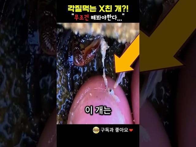 각질을 먹는 X친개 무조건 해봐야한다