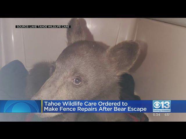 Tahoe Wildlife Care Ordered To Make Repairs After Bear Escape