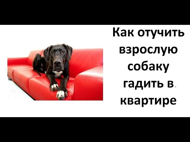 Как отучить взрослую собаку гадить в квартире