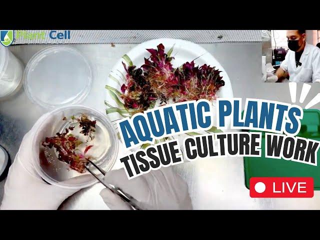 LIVE Aquatic Plants Tissue Culture with Francisco