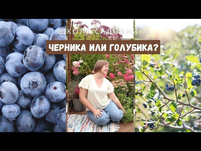 Драться не будем, решим всё научным путём / Черника или голубика? / В чём разница?