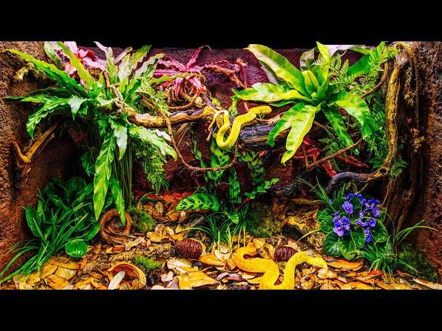 Venomous Tree Viper Bioactive Jungle Vivarium