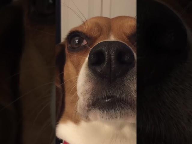 #buddy #beagle