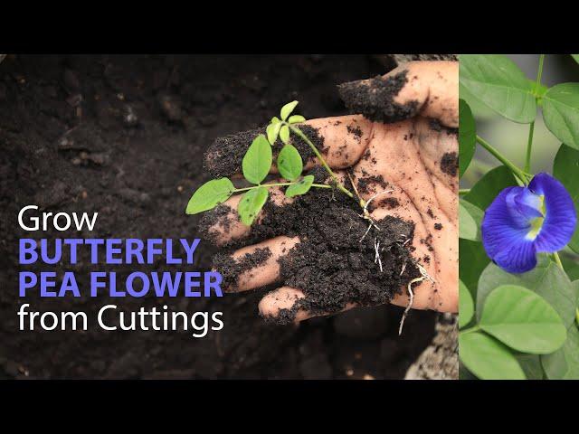 How to grow butterfly peas flower / Aparajita from cuttings