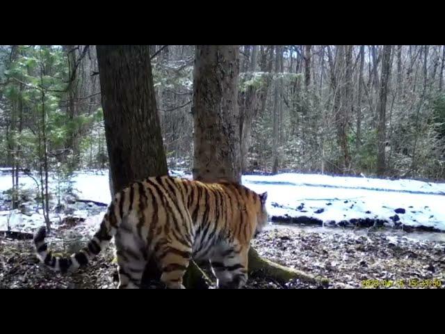 Huge siberian tigress in Russia.