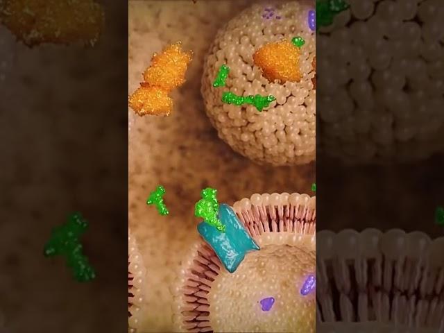 Intervoke builds medical animation and healthcare education software. #medicalanimation #3danatomy