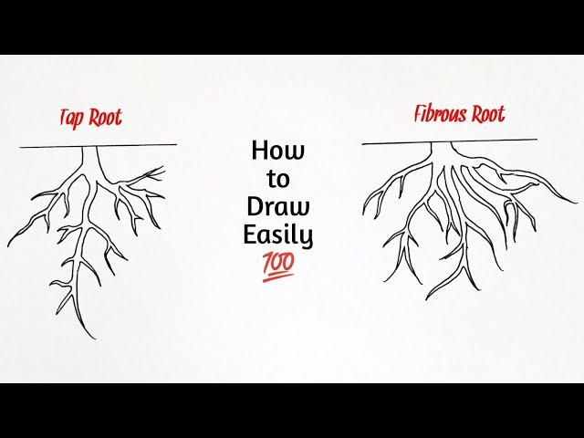 How to draw tap root and fibrous root diagram | taproot and fibrous root drawing