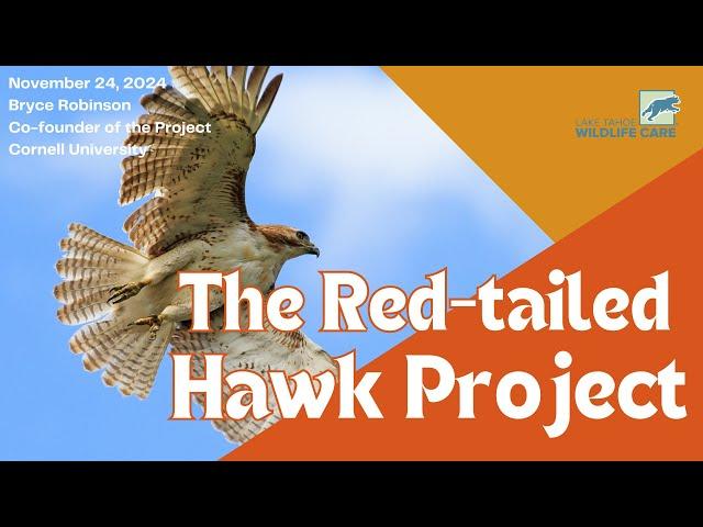 Wild Wonders: Bryce Robinson on The Red-tailed Hawk Project | October 27 2024