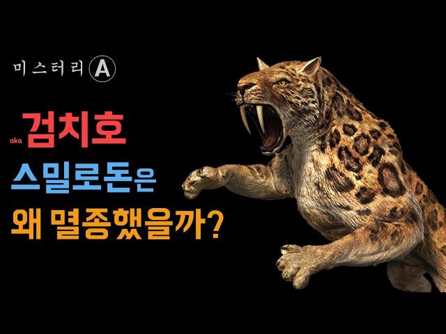 검치호, 스밀로돈은 왜 멸종했을까? (Feat.고양이과의 진화)