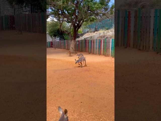 A Baby Kangaroo Play Water #shorts #animallover